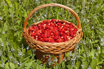 a basket of ripe strawberries in a meadow of grass and flowers