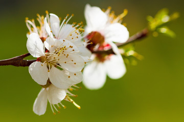 Spring flowers bloom on the trees. Macro shot garden
