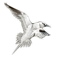line Vector seagull. engraving illustration