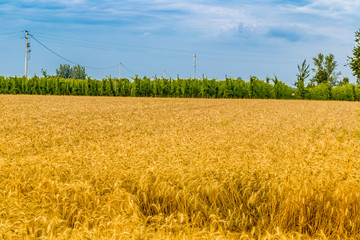  golden wheat field