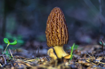 Brown morel mushroom