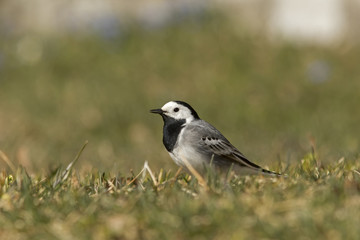 Obraz premium White wagtail (Motacilla alba) standing in the grass on the ground