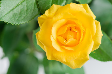 yellow shrub rose