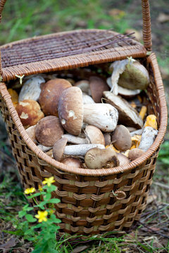 Birch Bolete Mushrooms (Leccinum scabrum) and Boletus edulis  in