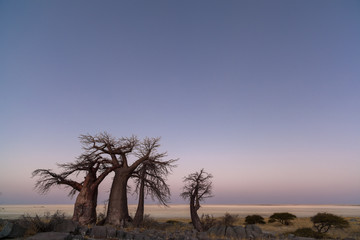 Fototapeta na wymiar Baobab Trees before sunrise