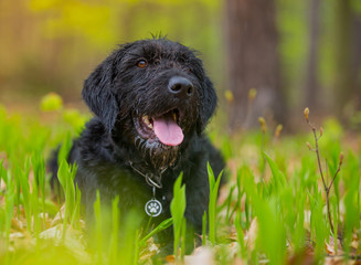 Beautiful mutt black dog Amy in forest