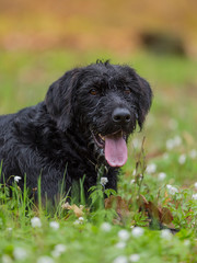 Beautiful mutt black dog Amy in forest
