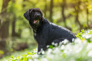 Beautiful mutt black dog Amy in forest