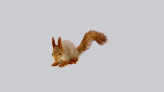 Squirrel Jumps In The Studio With White Backdrop