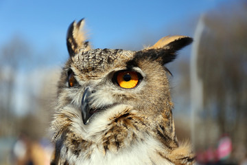 Portrait of an eagle owl close-up