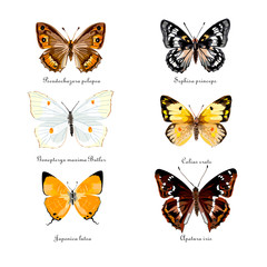 Fototapeta na wymiar Russian butterflies. Set of butterflies. Hand drawn vector illustration. 