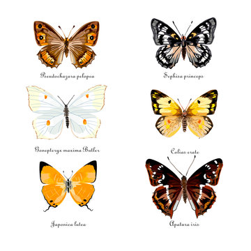 Russian butterflies. Set of butterflies. Hand drawn vector illustration. 