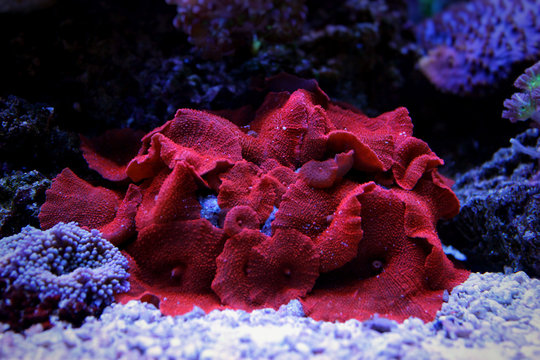 Red Mushroom Coral (Actinodiscus sp.)
