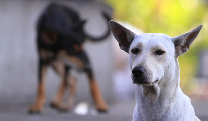 Naklejka na ściany i meble Thailand Dog Looking a Hope - (Selective focus)