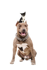 Portrait of a pit bull sitting with a kitten on the head
