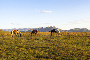 Horses grazing on green grass