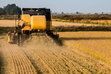 Rice harvest distance view