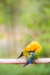 Sun Conure Parrots with nature background