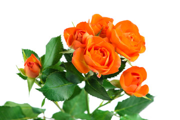 orange shrub rose bush