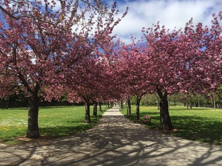 blosson in a park