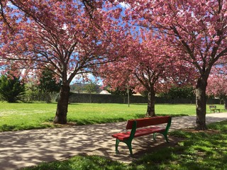 Obraz na płótnie Canvas blosson in a park