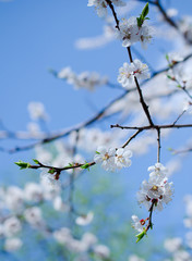 Branch with beautiful apricot flowers against the background of a blue sky in the spring as a flower spring background (shallow DOF, selective focus)