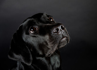 Portrait of a beautiful black Labrador Retriever looking up (isolated on black), selective focus on...