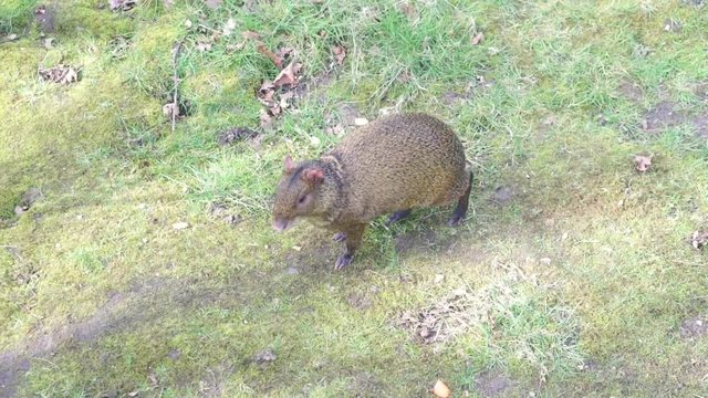 An Azara's agouti exploring an area of grass