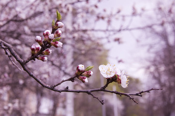 Beautiful apricot flowers (in pink tones, shallow DOF, selective focus)