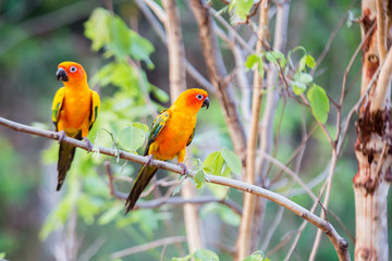 Fototapeta na wymiar Sun Conure Parrots with nature background