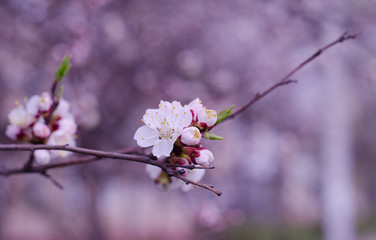 Macro shot of beautiful apricot flowers in the morning mist (selective focus on the flower, shallow DOF), in pink tones