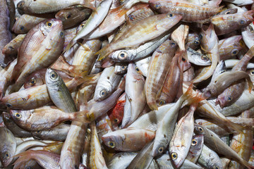 Fish at market