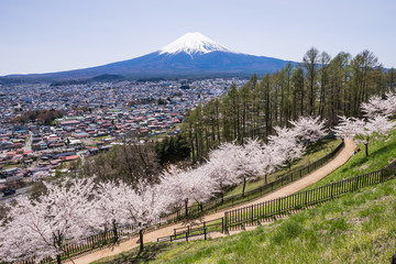 新倉山浅間公園の桜と富士山
