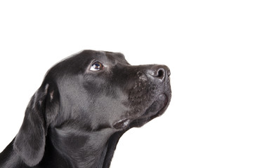 Portrait of a black Labrador Retriever looking up (isolated on white, with copy space on the right for your text)
