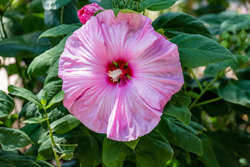 Pink Hibiscus on Green