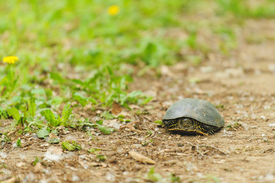Walking Tortoise