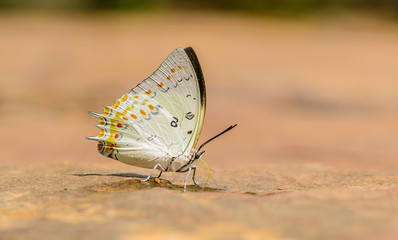 Fototapeta na wymiar Beautiful Jewelled Nawab butterfly eat mineral in nature