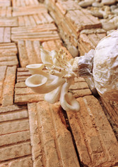 mushroom in the farm