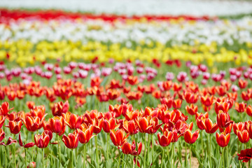 Colorful tulip garden in spring