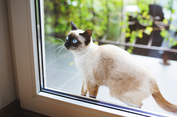 Cat at Balcony Door