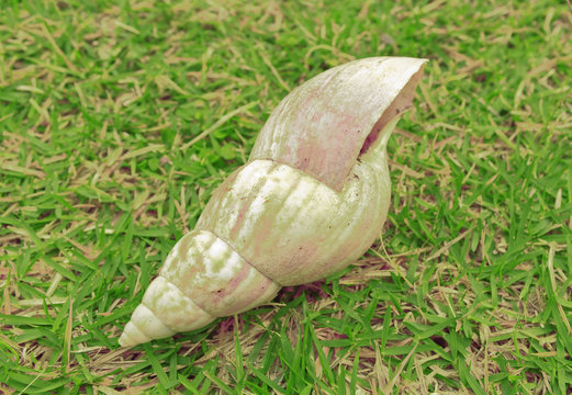 Snail in grass