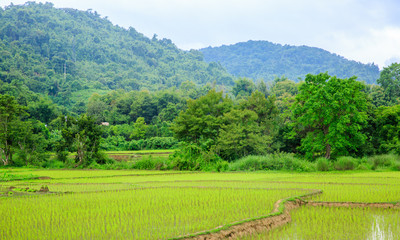 Fototapeta na wymiar Landscape rice field in lao