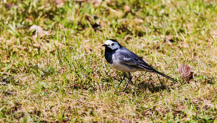Wagtail on grass. Springtime.