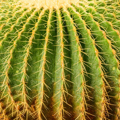 Close up golden ball cactus