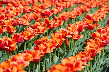 Colorful tulip garden in spring