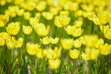 Colorful tulip garden in spring