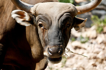 Close Up of Male Banteng With Blood Bleeding From Left Eye