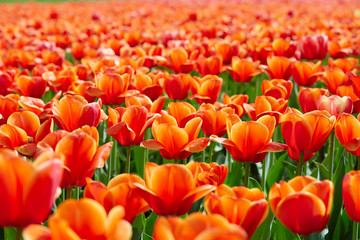 Obraz premium Colorful tulip garden in spring