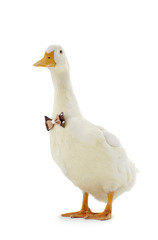white duck