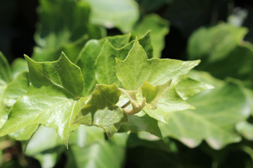 Young green ivy branch